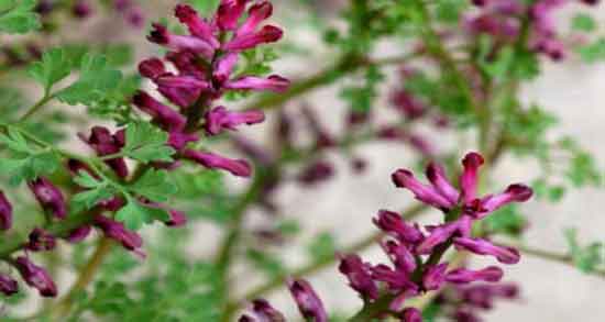 خواص شاه تره برای لاغری ؛ فواید مصرف عرق شاتره برای چربی سوزی