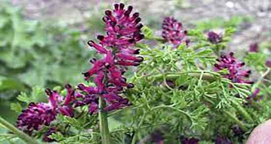 خواص شاه تره چیست ؛ فواید مصرف شاه تره از نظر طب سنتی چیست