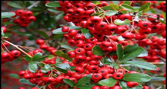 خواص شیرخشت برای نوزاد ؛ فواید مصرف شیرخشت و ترنجبین برای اطفال