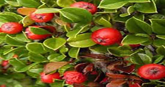 خواص شیرخشت در بارداری و فواید مصرف شیر خشت برای زنان باردار خواص شیرخشت در بارداری ؛ فواید مصرف شیر خشت برای زنان باردار