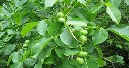 خواص عرق برگ گردو برای دیابت ؛ خاصیت عرق برگ گردو برای قند خون