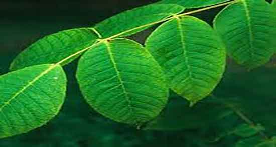 خواص عرق برگ گردو برای مو ؛ فواید مصرف عرق برگ گردو برای ریشه مو خواص عرق برگ گردو برای مو ؛ فواید مصرف عرق برگ گردو برای ریشه مو