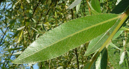 خواص عرق بید برای معده ؛ ایا خوردن عرق بید برای زخم معده مفید است