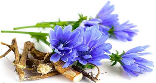 خواص عرق بید کاسنی برای پوست و جوش صورت و کبد در بارداری و عوارض
