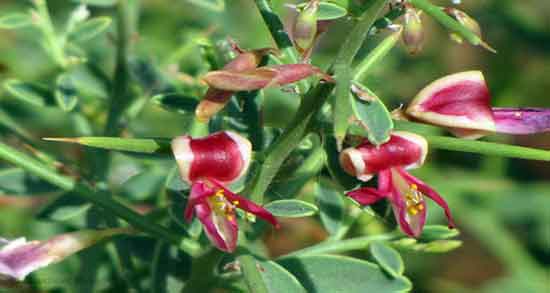 خواص عرق خارشتر برای عفونت واژن ؛ فواید عرق خارشتر برای عفونت ادرار