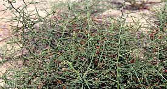 خواص عرق خارشتر برای معده ؛ فواید عرق خارشتر برای درمان زخم معده