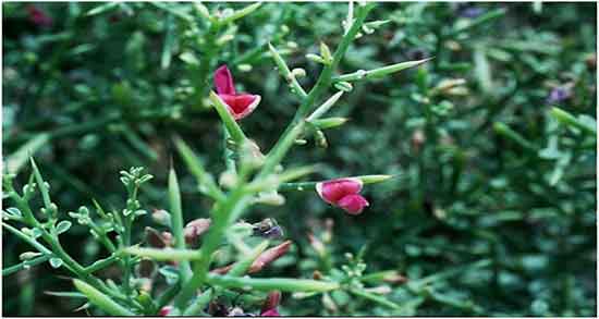 خواص عرق خارشتر برای پوست ؛ فواید عرق خارشتر برای پوست صورت خواص عرق خارشتر برای پوست ؛ فواید عرق خارشتر برای پوست صورت