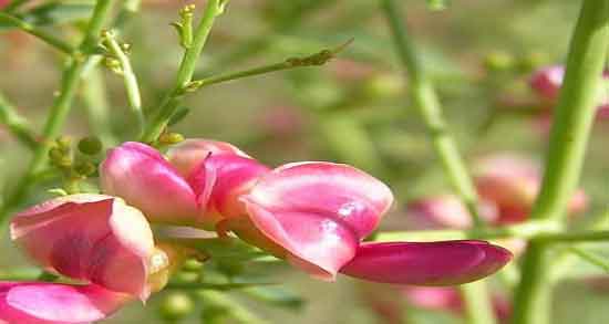 خواص عرق خارشتر در طب سنتی ؛ طبع عرق خارشتر گرم است یا سرد