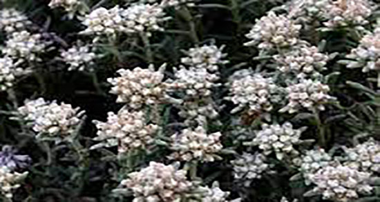 خواص عرق کلپوره برای معده ؛ خاصیت مصرف عرق کلپوره برای زخم معده