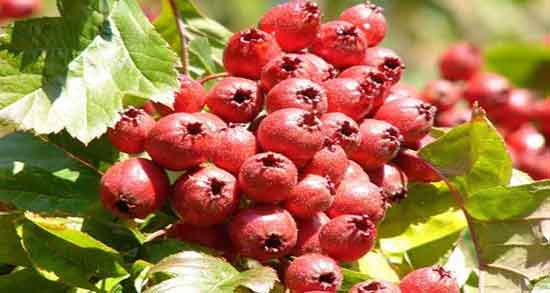 خواص عرق کیالک برای لاغری ؛ فواید عرق شاتره و کیالک برای چربی سوزی خواص عرق کیالک برای لاغری ؛ فواید عرق شاتره و کیالک برای چربی سوزی