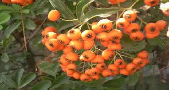 خواص عرق کیالک برای کبد ؛ فواید عرق کاسنی و کیالک برای کبد چرب