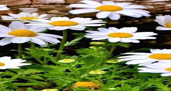 خواص عصاره بابونه ؛ خاصیت خوردن عصاره بابونه برای سرماخوردگی