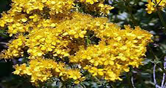 خواص علف چای چیست ؛ فواید مصرف علف چای برای درمان افسردگی