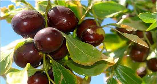 خواص عناب برای باردار شدن ؛ فواید مصرف عناب برای زنان باردار چیست
