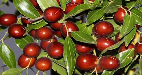 خواص عناب برای عفونت زنان ؛ فواید مصرف عناب برای درمان عفونت زنان
