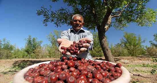 خواص عناب کوهی ؛ فواید مصرف عناب کوهی برای سرماخوردگی