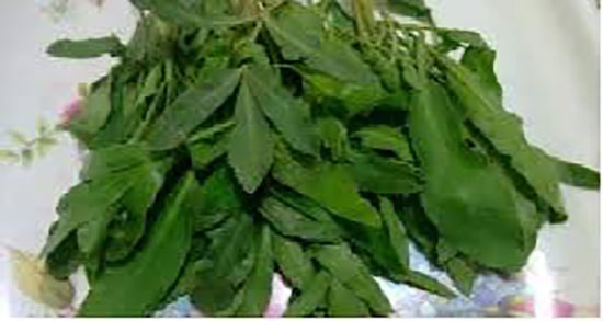 خواص غازیاغی برای برص ؛ فواید مصرف غازیاغی برای درمان برص