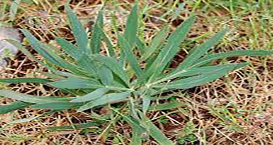 خواص غازیاغی در بارداری ؛ فواید مصرف غازیاغی در دوران بارداری زنان