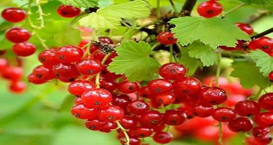 خواص قره قات در طب سنتی ؛ فواید مصرف قره قات از نظر طب سنتی