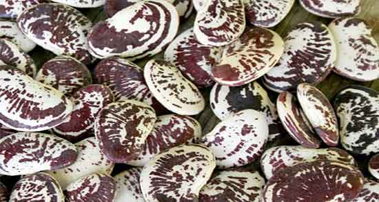 خواص لوبیا عروس چیست ؛ خاصیت مصرف لوبیا عروس در طب سنتی