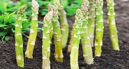 خواص مارچوبه برای تنگی واژن ؛ فواید مصرف مارچوبه برای تنگی واژن زنان