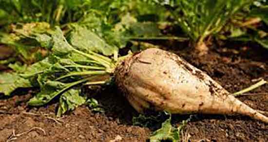 خواص ملاس چغندر برای چاقی ؛ تاثیر ملاس چغندر برای اضافه وزن