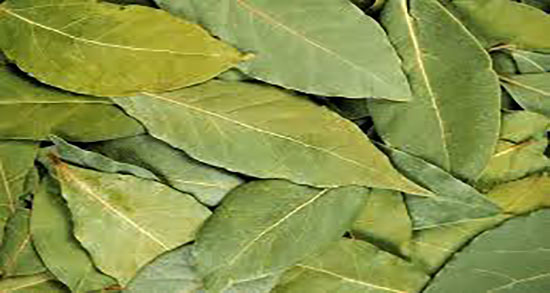 خواص مورد و بابونه ؛ خواص بابونه و مورد تازه برای تسکین درد قاعدگی