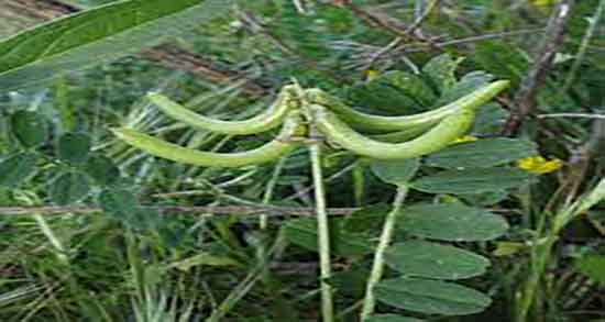 خواص ناخنک برای پوست ؛ فواید گیاه دارویی ناخنک برای التهاب پوستی