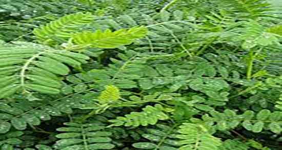 خواص ناخنک در طب سنتی ؛ فواید مصرف ناخنک از نظر طب سنتی