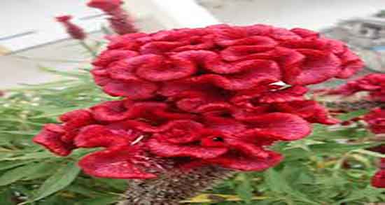 خواص و مضرات تاج خروس ؛ فواید و عوارض مصرف تاج خروس برای بدن
