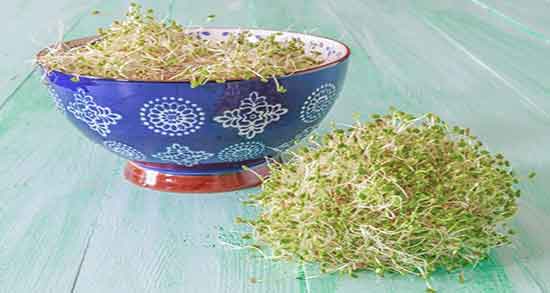 خواص و مضرات جوانه کنجد ؛ خاصیت و عوارض مصرف جوانه کنجد چیست