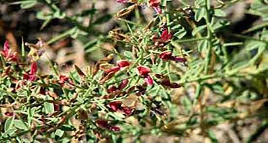 خواص و مضرات خارشتر ؛ فواید و عوارض مصرف گیاه خارشتر برای بدن