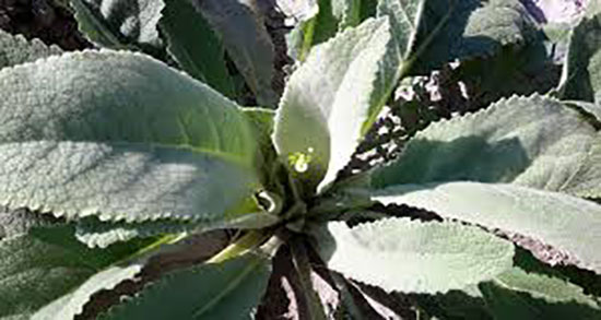 خواص و مضرات خرگوشک ؛ فواید مصرف گیاه خرگوشک برای عفونت رحم