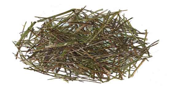 خواص و مضرات سیم اوتی ؛ فواید و عوارض مصرف گیاه سیم اوتی چیست