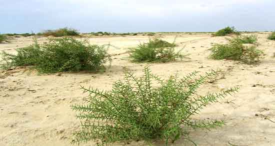 خواص و مضرات عرق خارشتر ؛ فواید عرق خارشتر برای عفونت واژن
