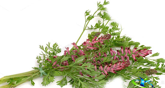 خواص و مضرات عرق شاتره ؛ فواید و عوارض مصرف عرق شاتره برای گوارش