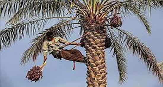 خواص و مضرات گرده نخل ؛ مصرف گرده نخل برای پسردار شدن مفیده یا مضر