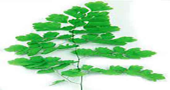 خواص پرسیاوشان برای مو ؛ فواید مصرف پرسیاوشان برای تقویت ریشه مو