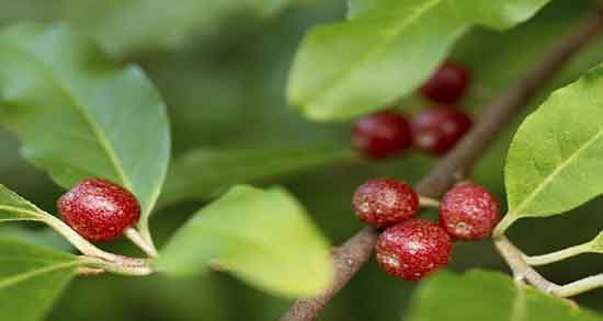 خواص پودر سنجد با ماست ؛ ترکیب پودر سنجد با ماست برای پوکی استخوان