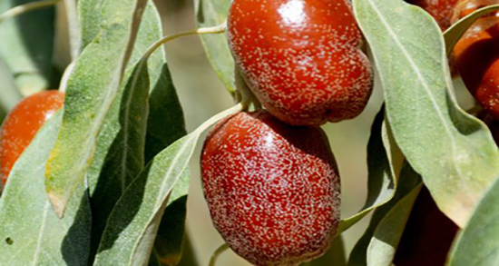 خواص پودر سنجد و جوانه گندم ؛ ایا پودر جوانه گندم را در شیر میریزند
