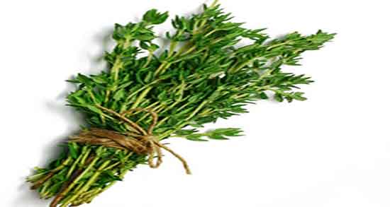 خواص چای آویشن برای سرفه ؛ مصرف چای آویشن برای عفونت گلو