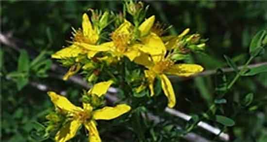 خواص چای هوفاریقون ؛ فواید مصرف چای هوفاریقون برای دیابت بارداری