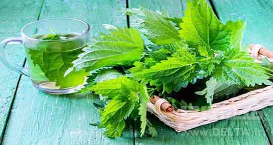 خواص چای گزنه برای دیابت ؛ خاصیت مصرف چای گزنه برای کنترل قند خون