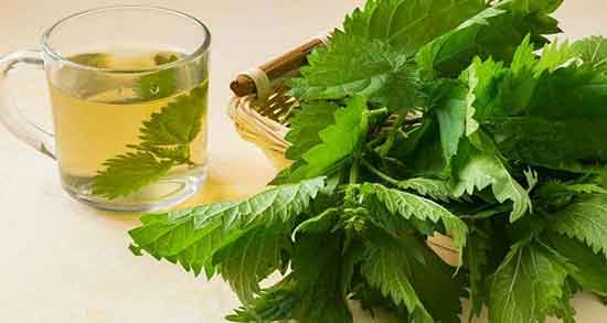 خواص چای گزنه برای مو ؛ فواید مصرف چای گزنه برای تقویت موی سر