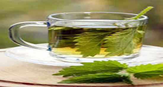 خواص چای گزنه برای کلیه ؛ فواید مصرف چای گزنه برای دفع سنگ کلیه