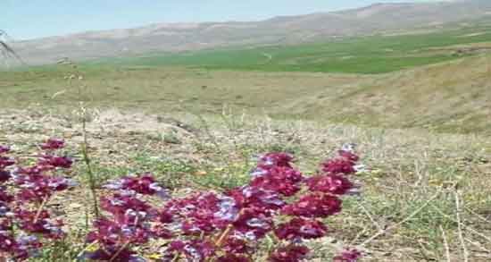 خواص چای گل اروانه ؛ خاصیت مصرف چای گل اروانه برای سرماخوردگی