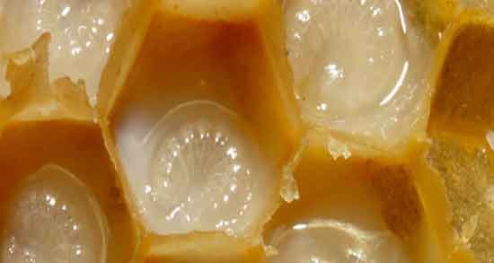 خواص ژل رویال اصل ؛ ژل رویال اصل دیجی کالا + ژل رویال را از کجا بخرم