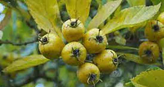 خواص کیالک برای کبد ؛ استفاده از کیالک تازه برای درمان کبد چرب