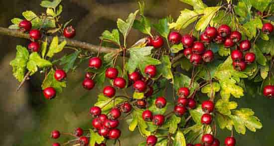 خواص کیالک خشک ؛ خاصیت مصرف کیالک وحشی برای پوست بدن