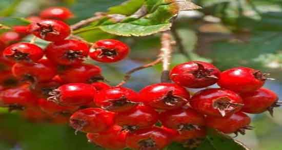 خواص کیالک در طب سنتی ؛ خاصیت استفاده از کیالک از نظر طب سنتی